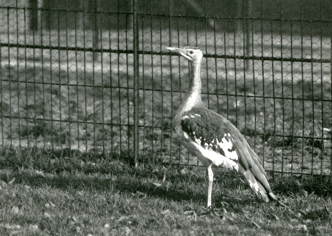 Un outarde arabe debout dans son enclos au Zoo de Londres, 1924 - Frederick William Bond