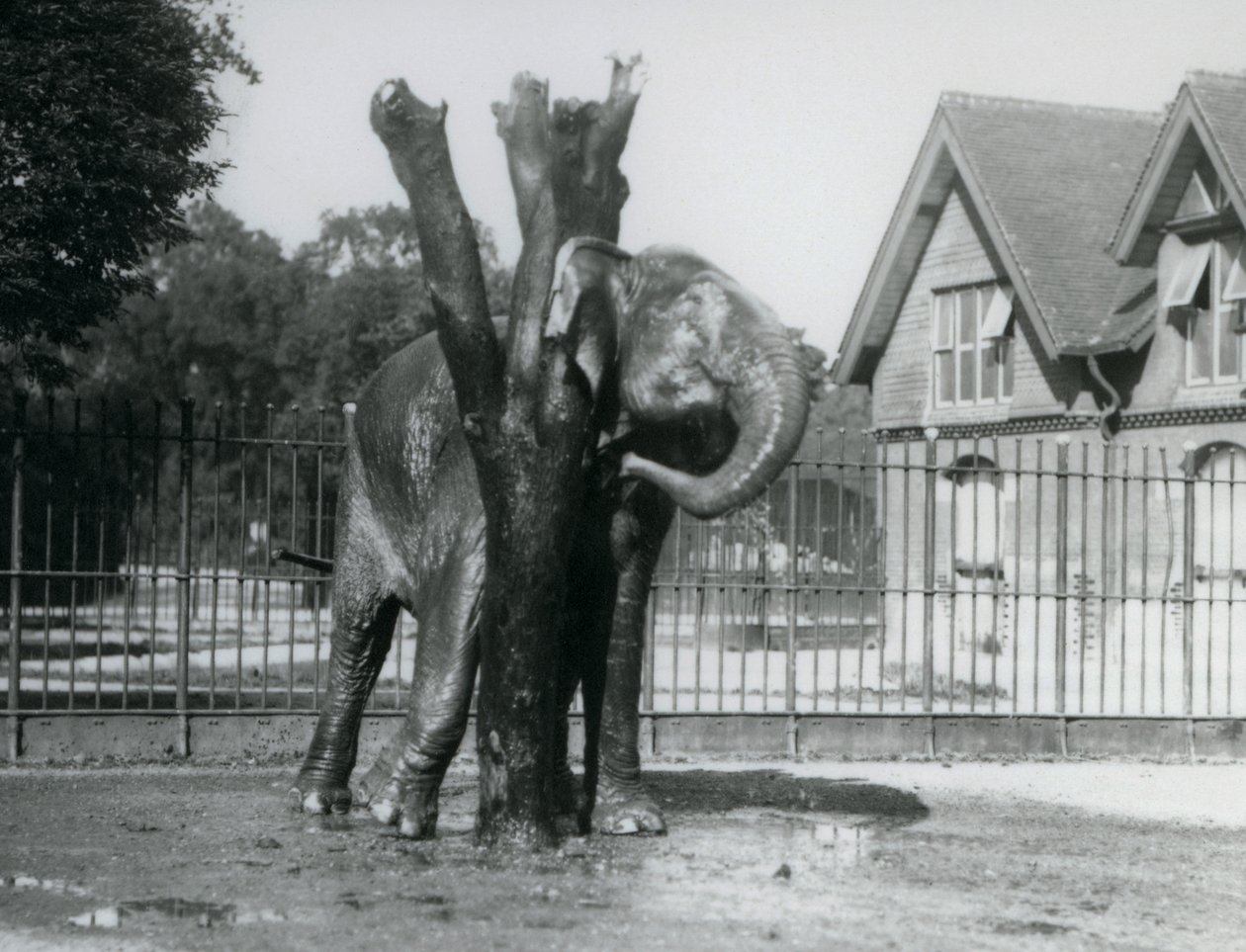Un éléphant asiatique se grattant derrière l