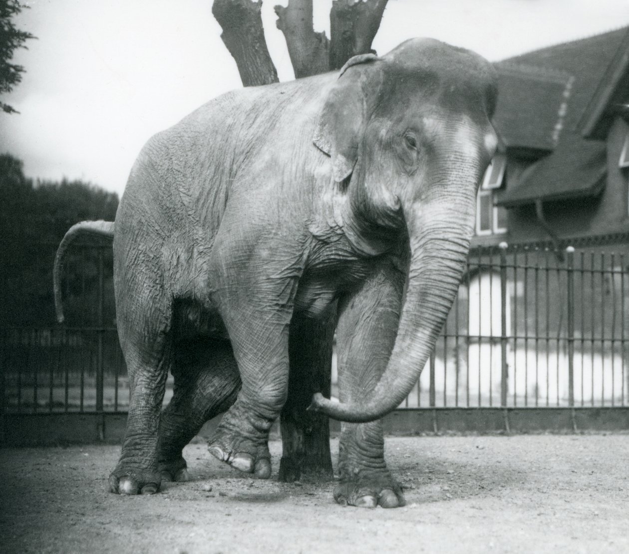 Un éléphant d