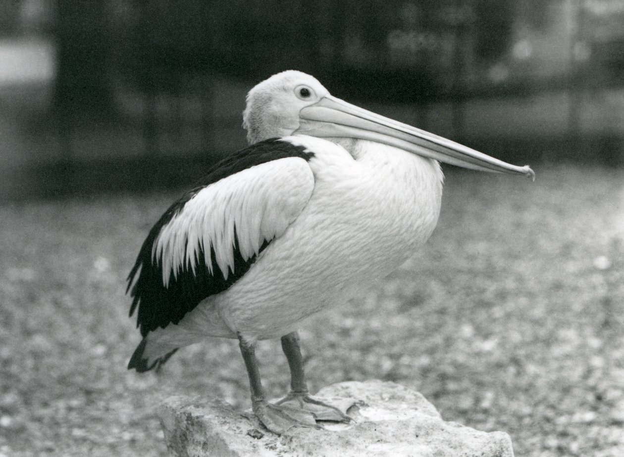 Un pélican australien debout sur une pierre au Zoo de Londres en 1929 (photo n/b) - Frederick William Bond