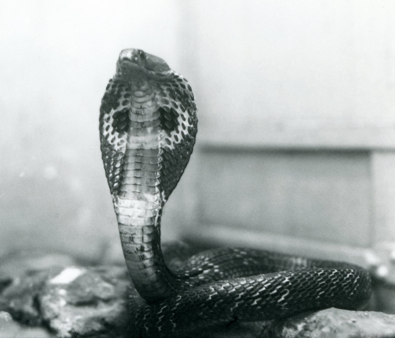 Un cobra indien à lunettes avec tête levée et capuche déployée, Zoo de Londres, octobre 1925 - Frederick William Bond