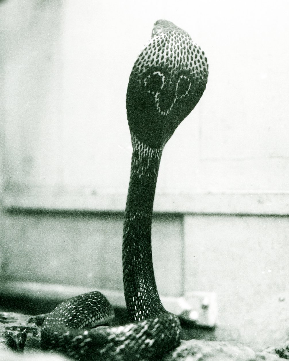 Un cobra indien à lunettes avec tête levée et capuche déployée, Zoo de Londres, octobre 1925 - Frederick William Bond