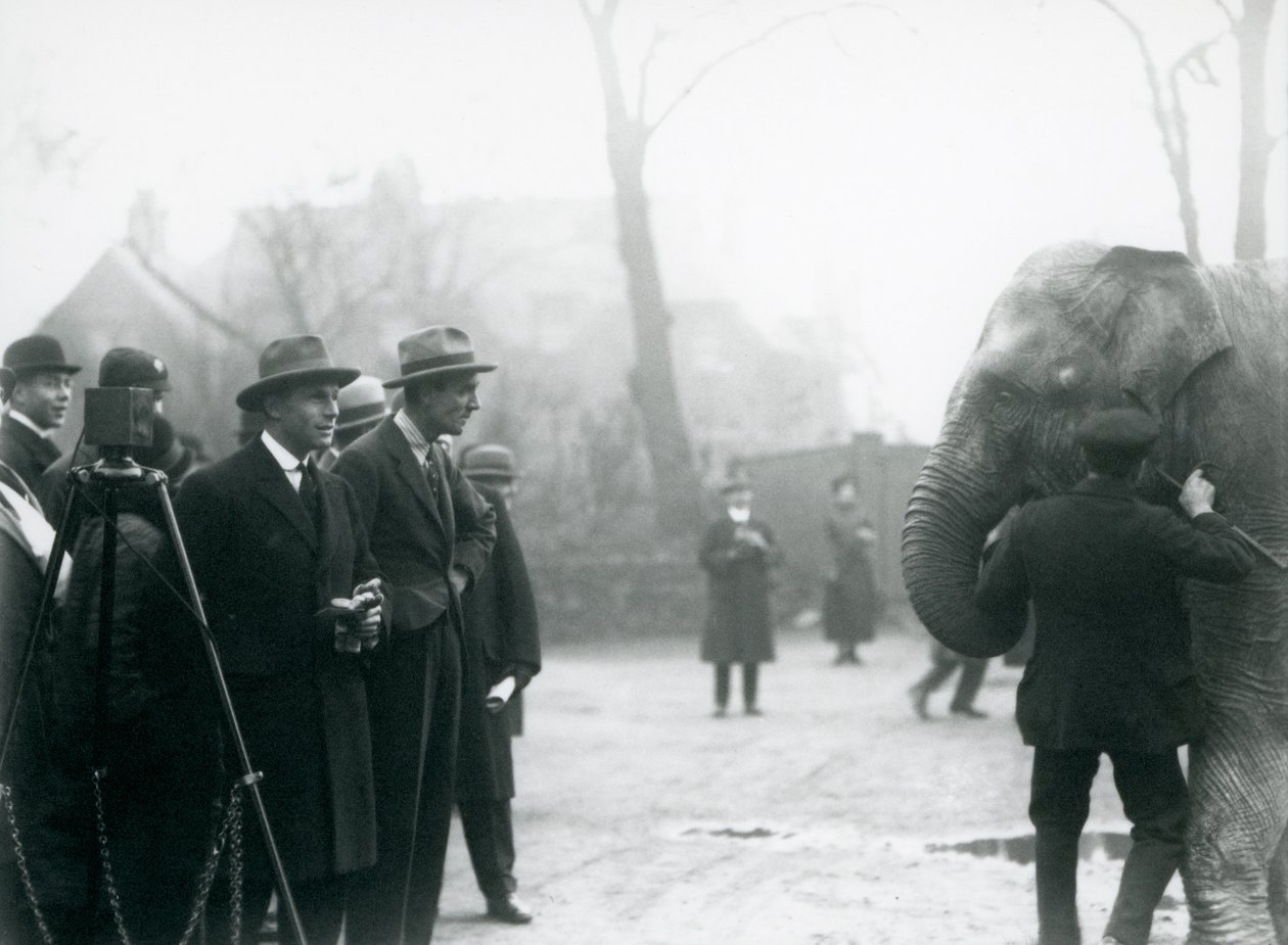 Un éléphant indien, peut-être Sundermalah, participant à une émission en extérieur du Zoo de Londres, 1925 - Frederick William Bond