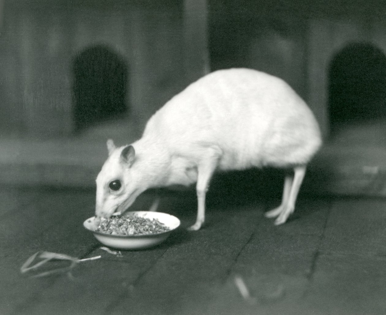 Un chevrotain javanais albinos mangeant dans un bol au Zoo de Londres en 1926 - Frederick William Bond