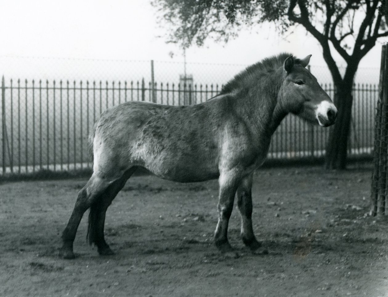 Un cheval sauvage de Przewalski en danger debout dans son enclos au zoo de Londres, octobre 1927 - Frederick William Bond