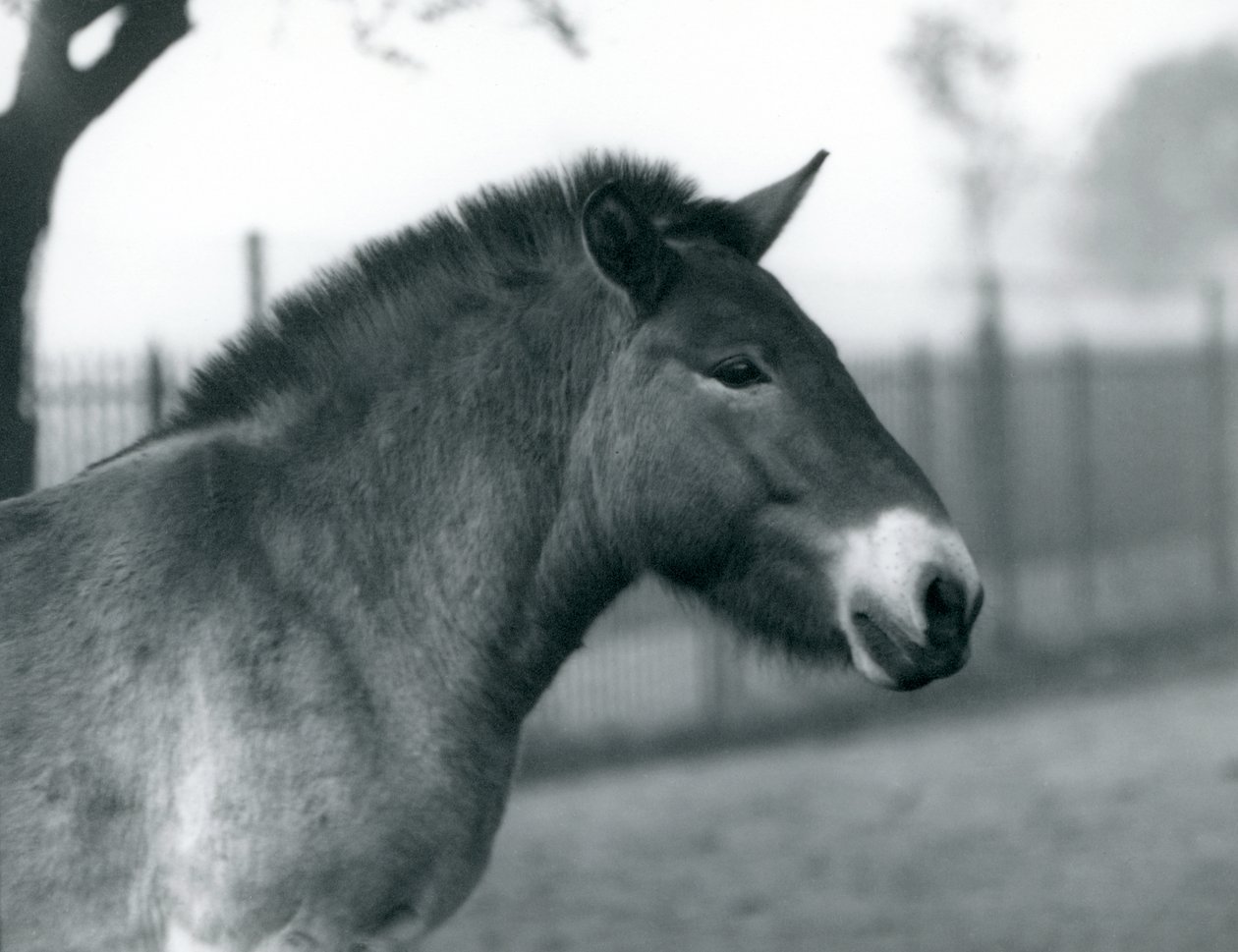 Un cheval sauvage de Przewalski en danger debout dans son enclos au zoo de Londres, octobre 1927 - Frederick William Bond