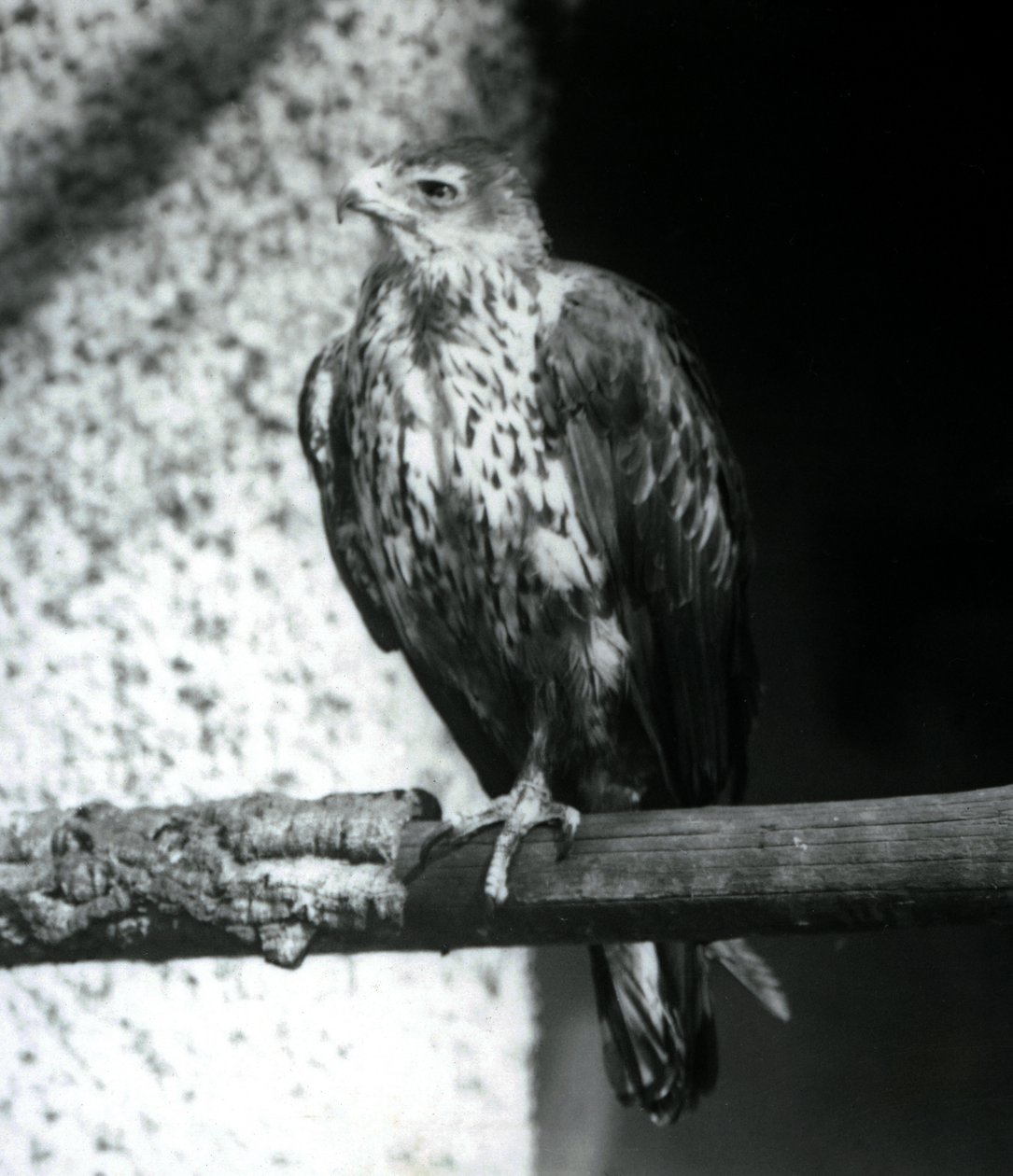 Aigle de Bonelli reposant sur une branche au Zoo de Londres, septembre 1925 - Frederick William Bond