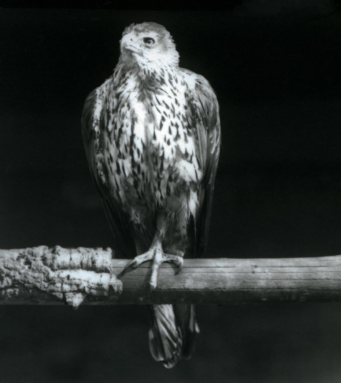 Aigle de Bonelli reposant sur une branche au Zoo de Londres, septembre 1925 - Frederick William Bond