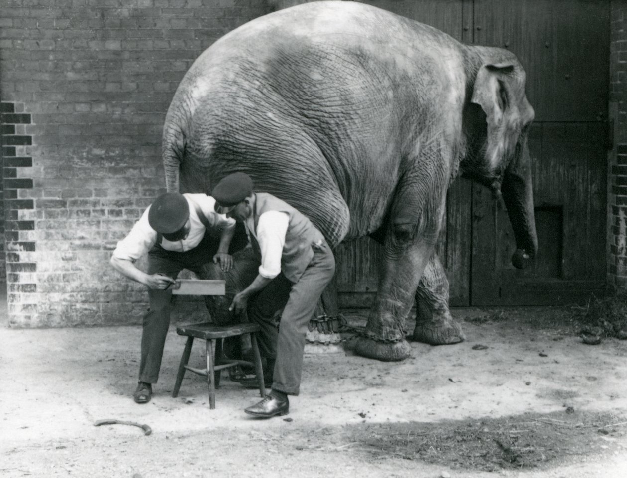 Éléphant Asiatique Femelle Sundermalah se faisant tailler les pieds par ses gardiens au Zoo de Londres, août 1926 - Frederick William Bond
