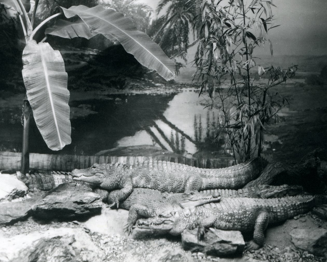 Quatre alligators, dans un cadre panoramique avec un bananier, au zoo de Londres en 1929 - Frederick William Bond