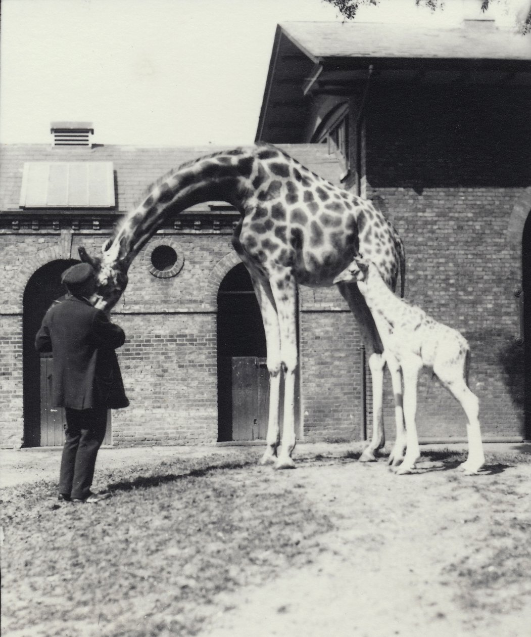 Girafe avec un bébé de 3 jours et gardien au zoo de Londres, 1914 - Frederick William Bond