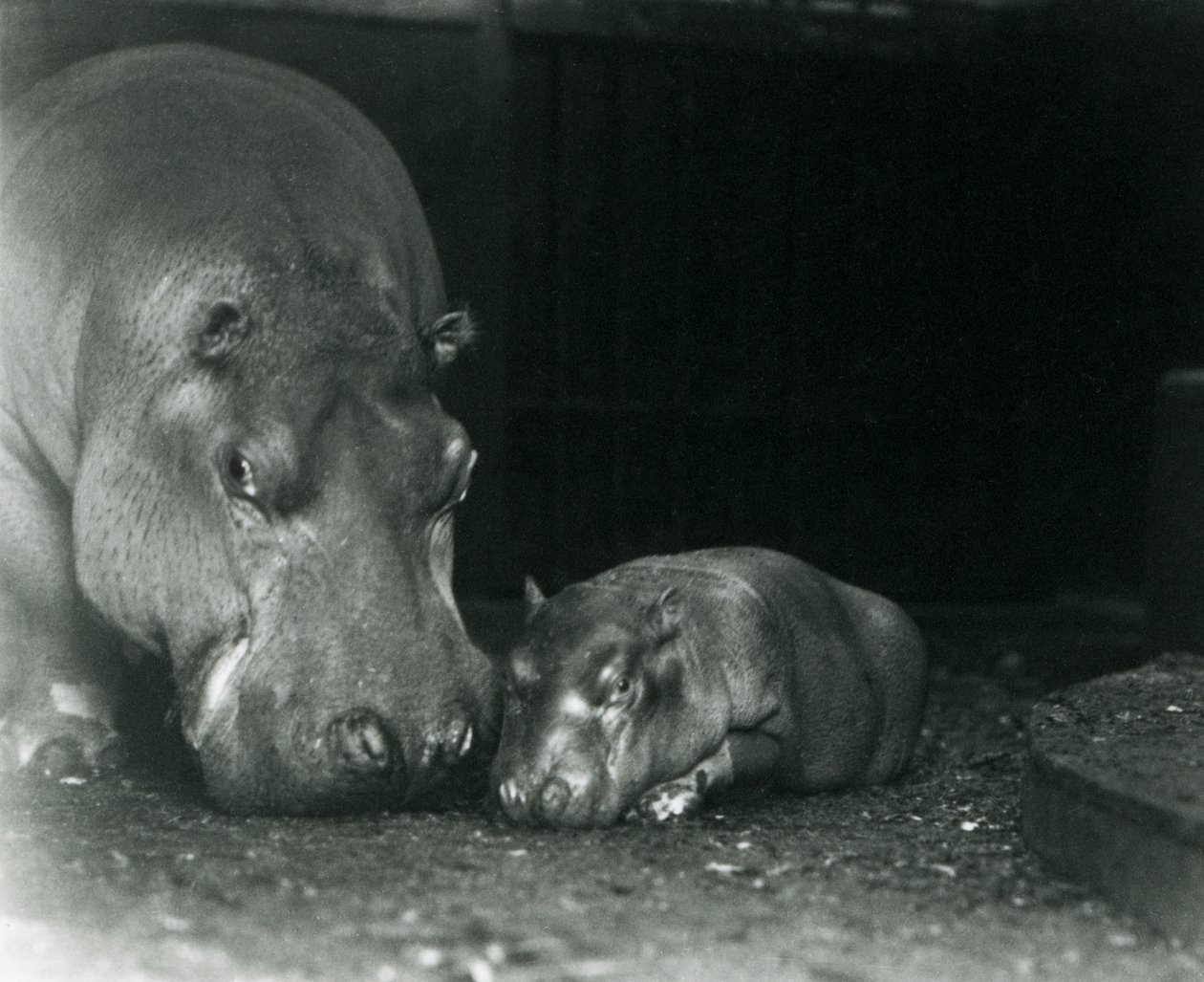 Hippopotame Joan avec son veau mâle Jimmy au Zoo de Londres en mars 1927 - Frederick William Bond
