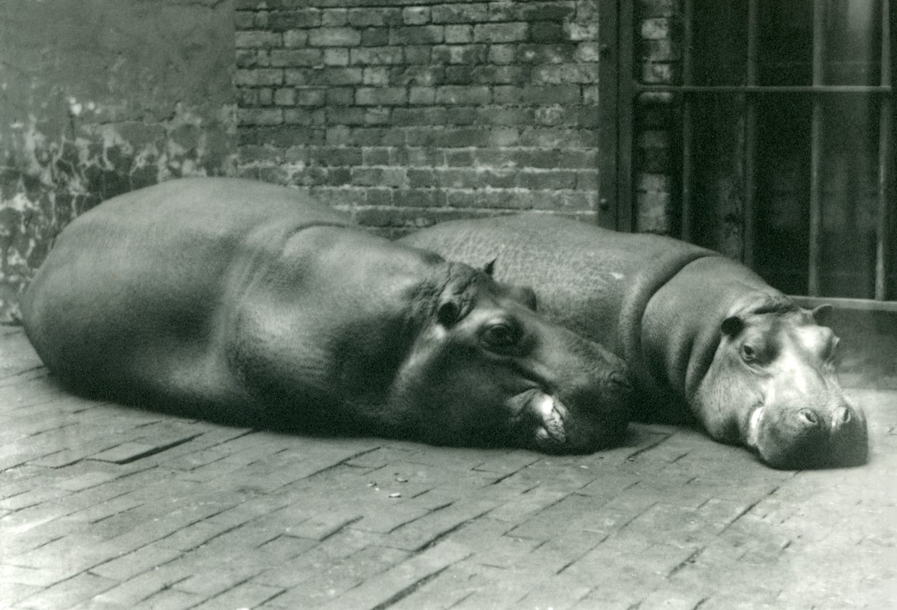 Hippopotames Bobbie et Joan allongés dans leur enclos au zoo de Londres, juillet 1923 - Frederick William Bond