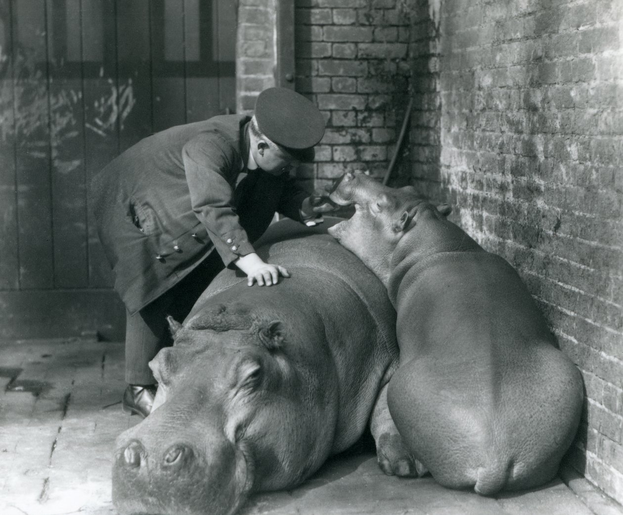 Hippopotames Joan et Jimmy au Zoo de Londres en 1927 - Frederick William Bond