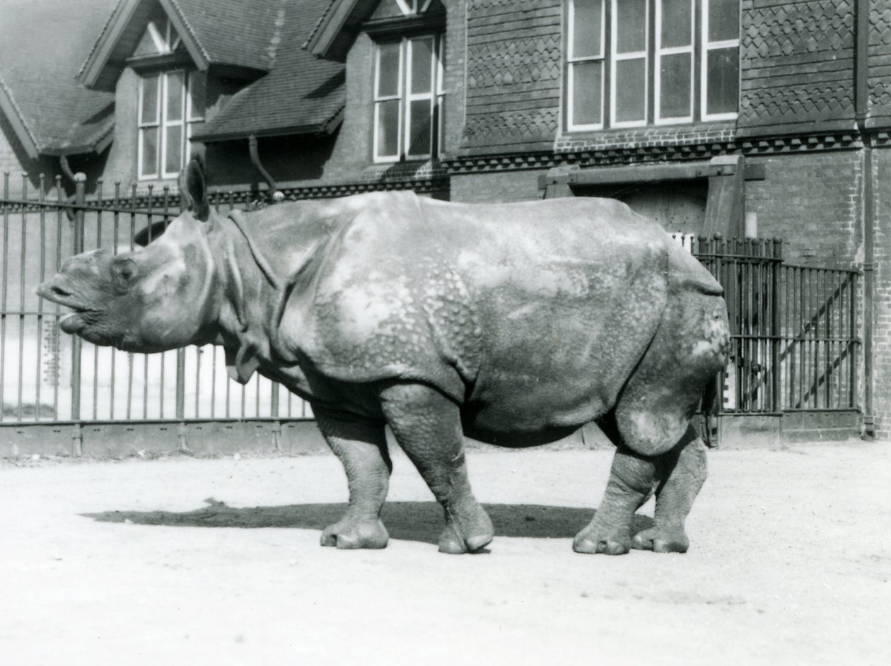 Rhinocéros indien Felix au zoo de Londres - Frederick William Bond
