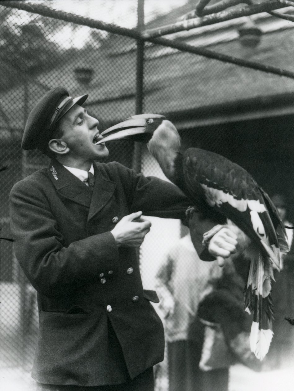 Gardien, T. Raggett nourrissant un grand calao indien avec un fruit tenu dans sa bouche. Zoo de Londres 1924 - Frederick William Bond