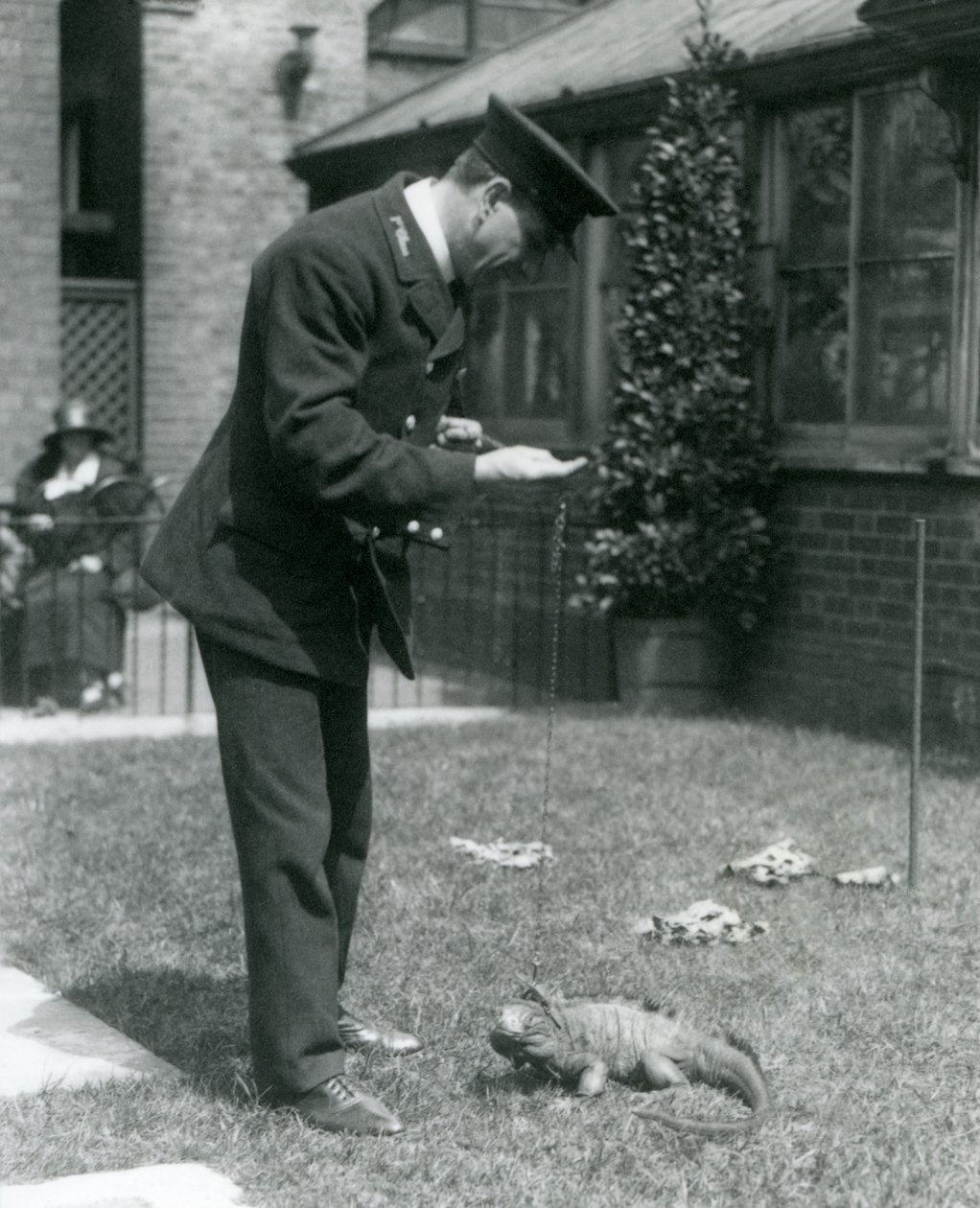 Gardien Collins sur une pelouse au zoo de Londres avec un iguane des rochers nuageux en laisse, zoo de Londres, 1924 - Frederick William Bond