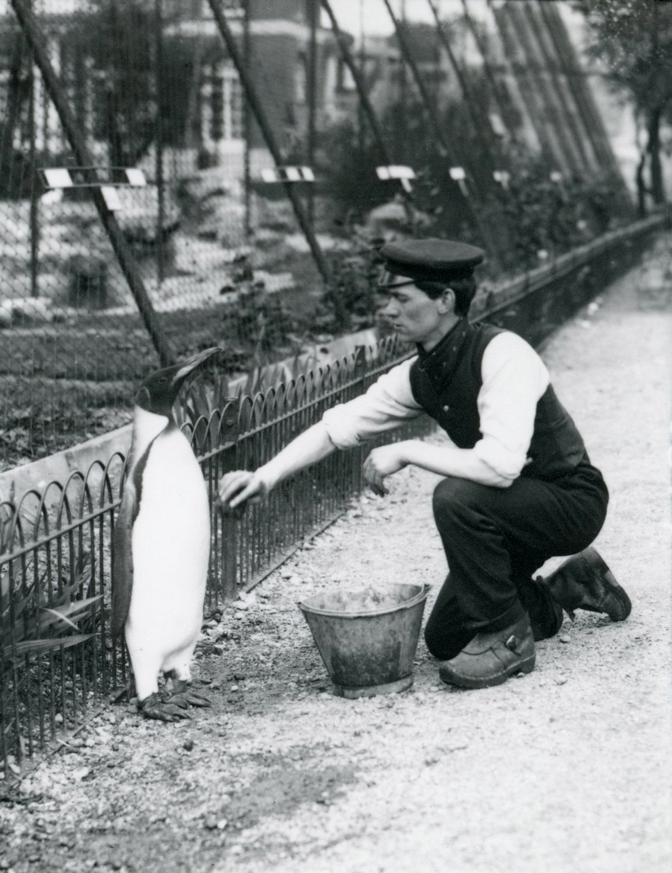 Manchot royal, lavé par le gardien Harry Munro, avec une éponge au zoo de Londres en mai 1914. Munro a été tué pendant la Première Guerre mondiale, ayant servi dans l