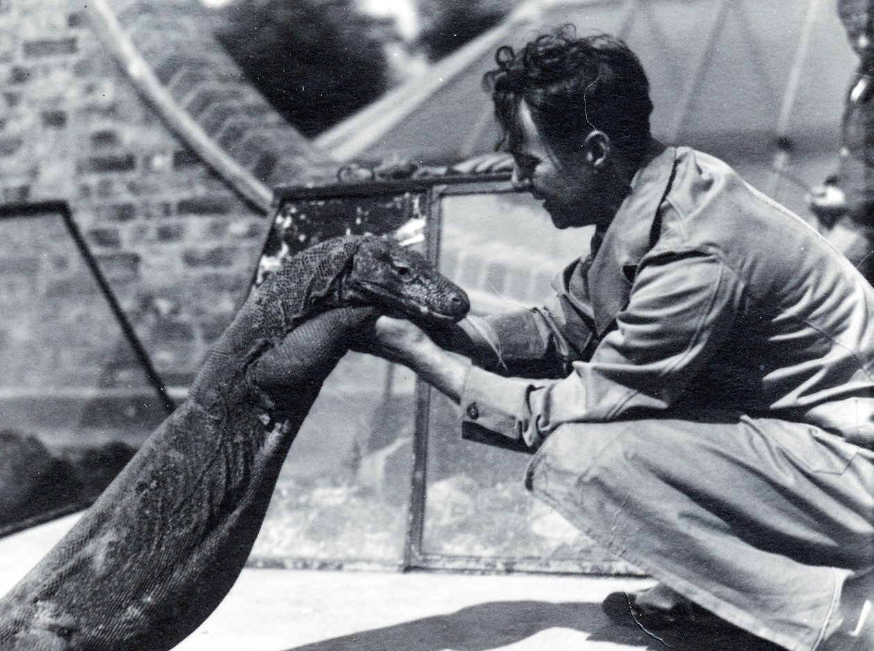 Dragon de Komodo Sumbawa avec le gardien H. Alec Budd, 1928 - Frederick William Bond
