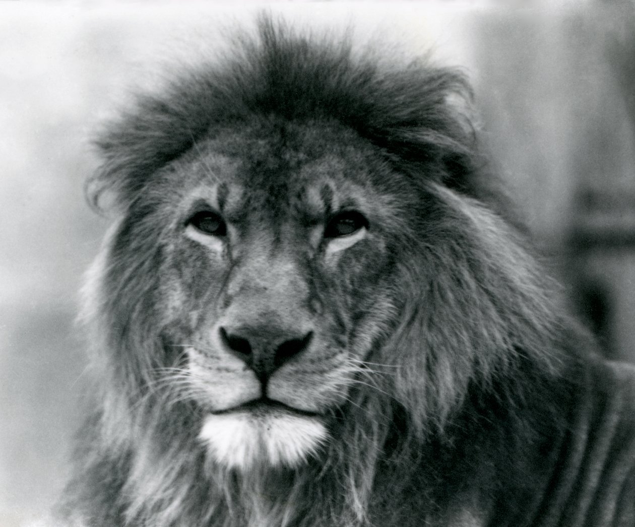 Lion mâle 