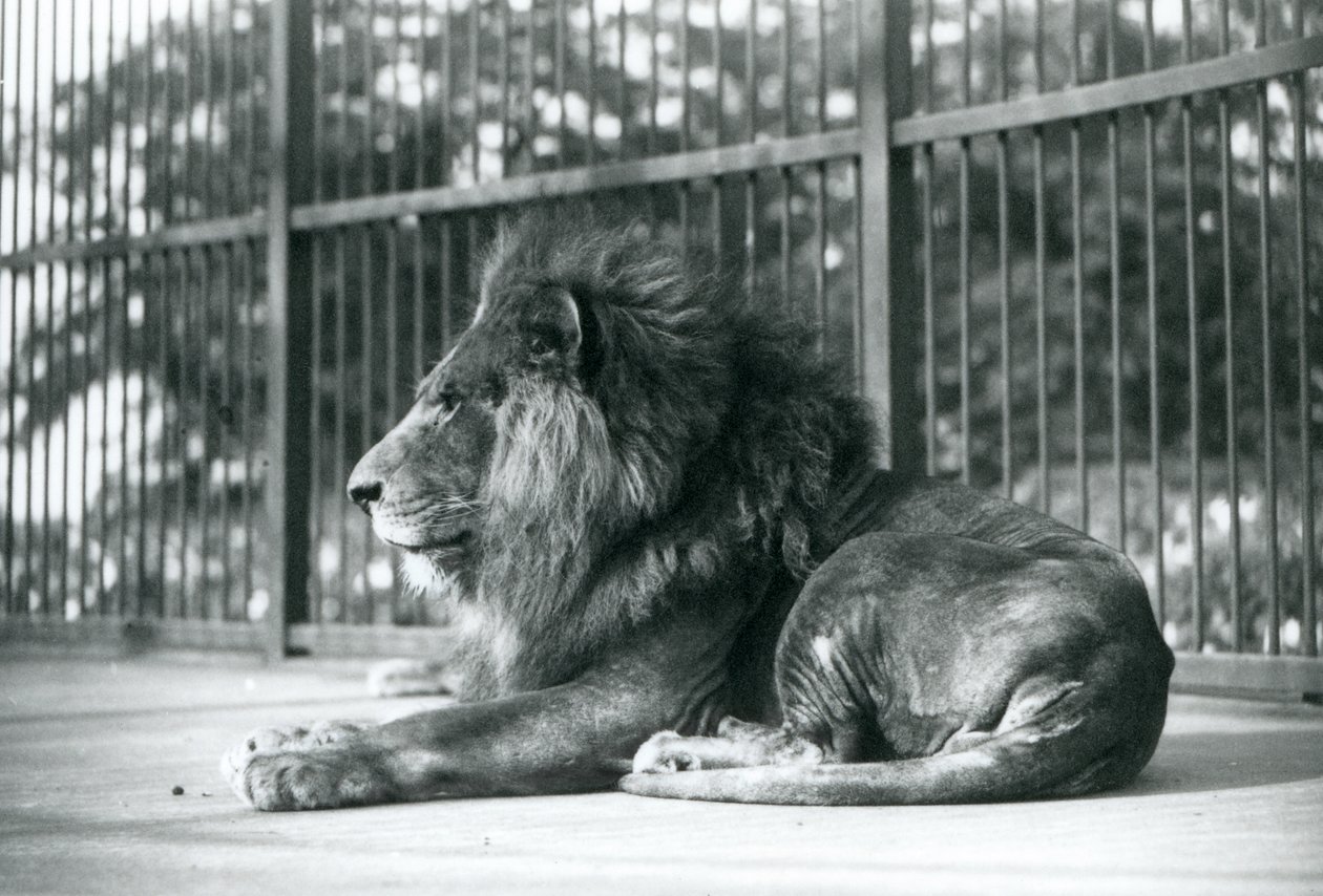 Lion mâle Toto allongé dans son enclos au zoo de Londres en septembre 1927 - Frederick William Bond