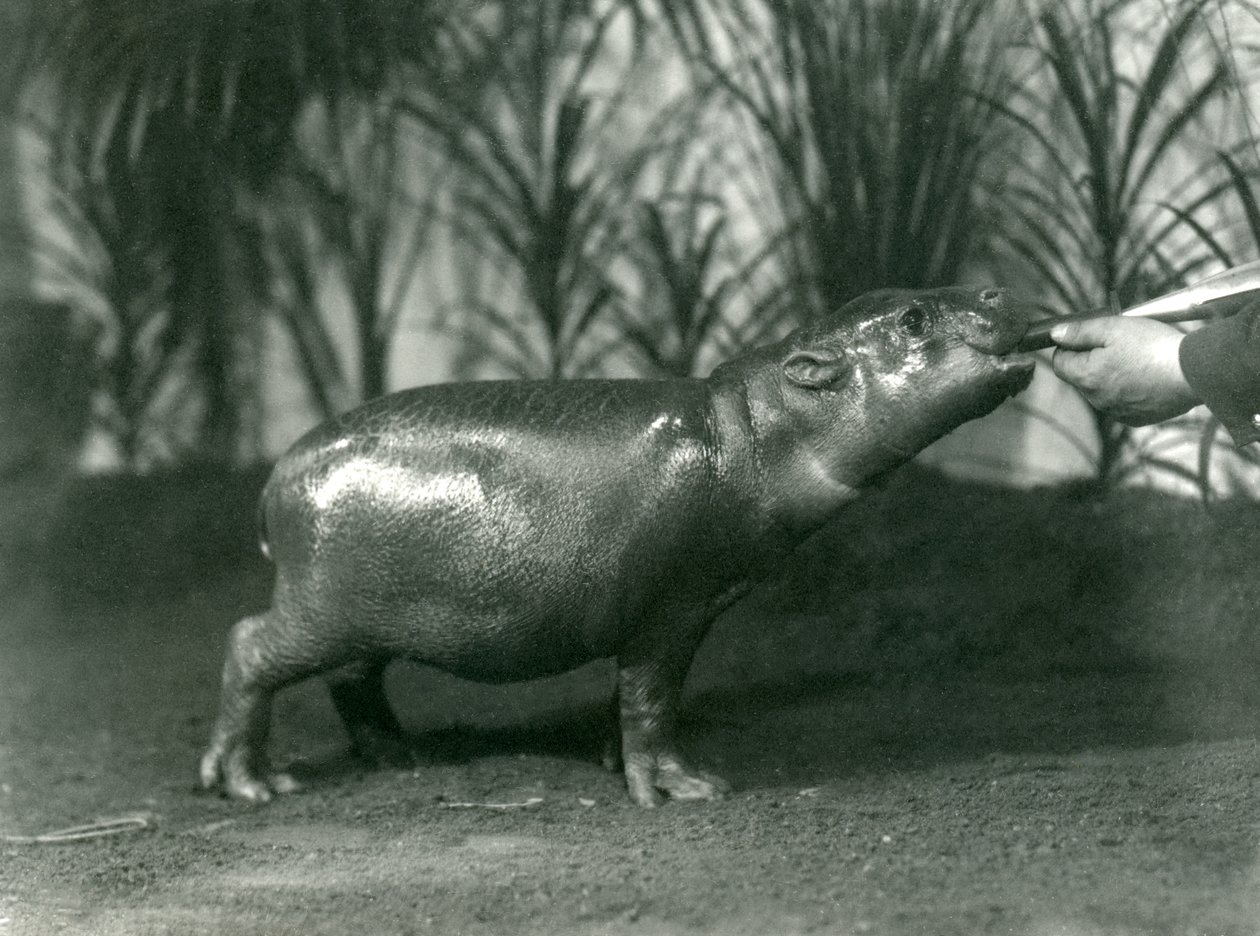 Percy, un jeune hippopotame pygmée nourri à la main au zoo de Londres, novembre 1923 (photo nb) - Frederick William Bond