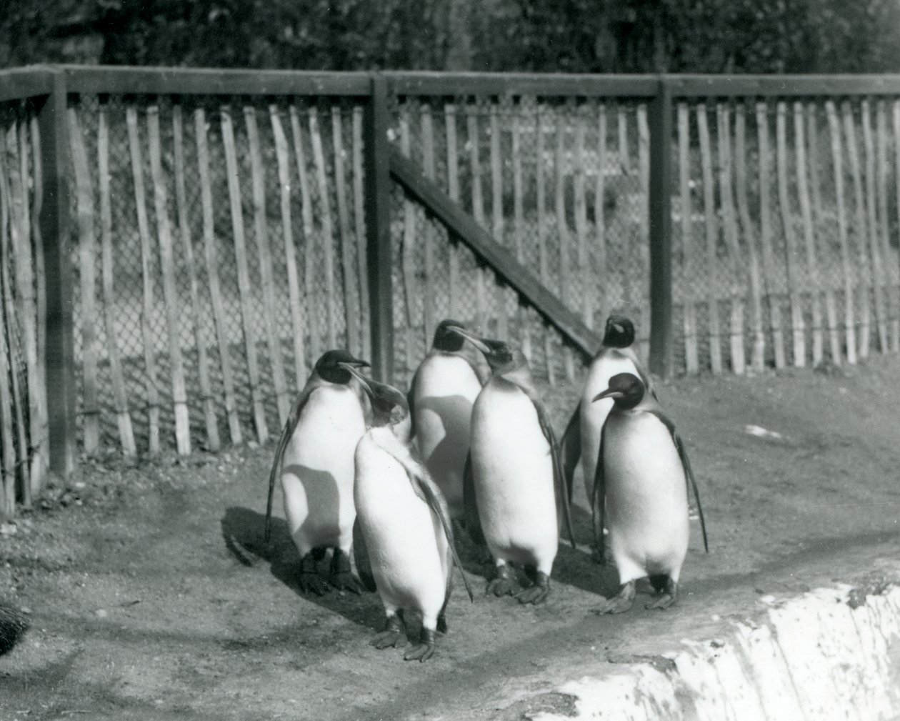 Six manchots royaux marchant à côté de leur piscine au Zoo de Londres en 1927 - Frederick William Bond