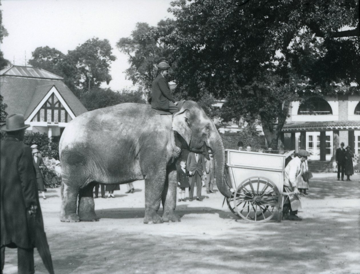 Syed Ali chevauchant Indiarani derrière une brouette, Zoo de Londres, octobre 1925 - Frederick William Bond