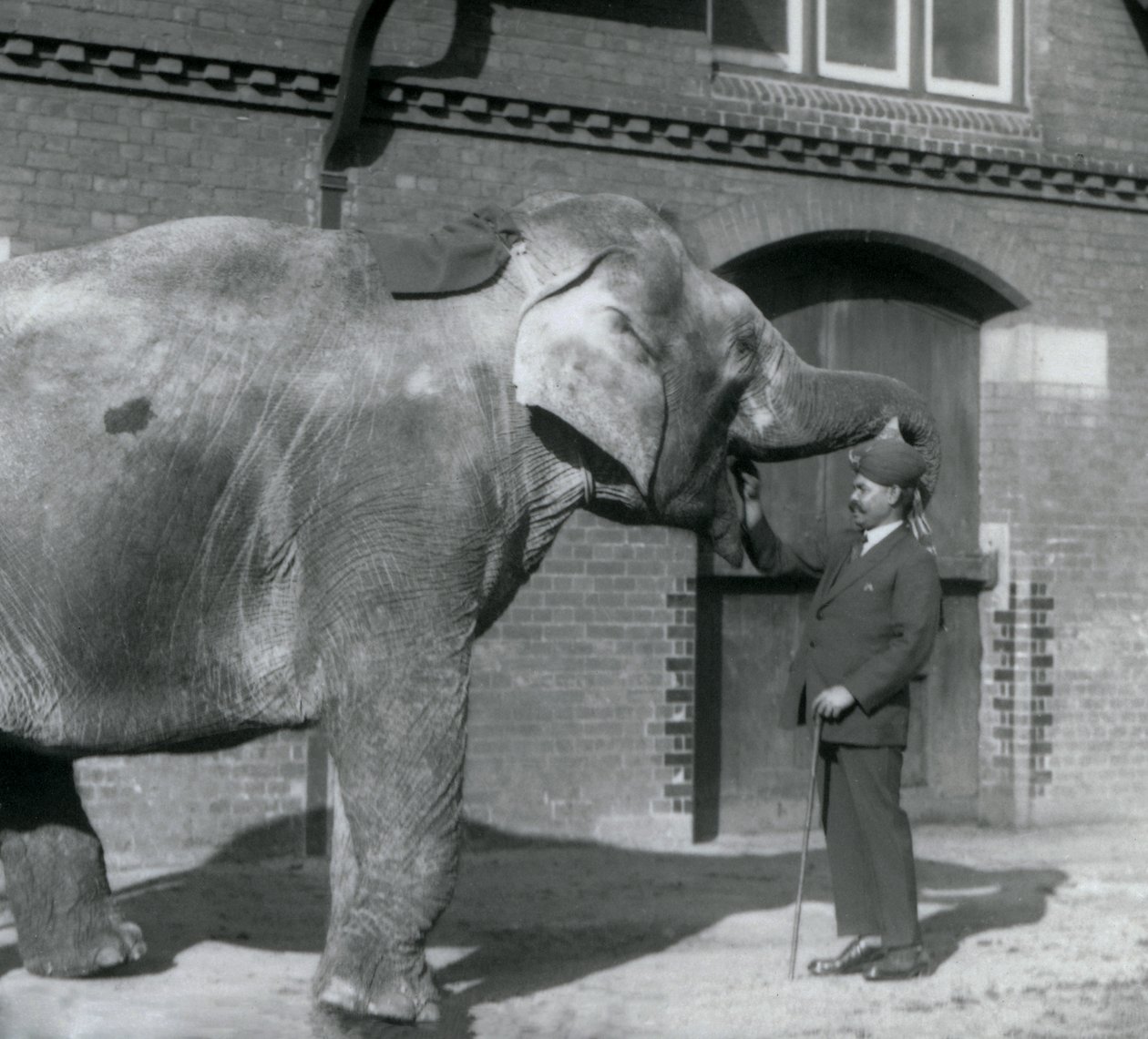 Syed Ali entraînant Indiarani devant la Maison des Éléphants, Zoo de Londres, octobre 1925 - Frederick William Bond