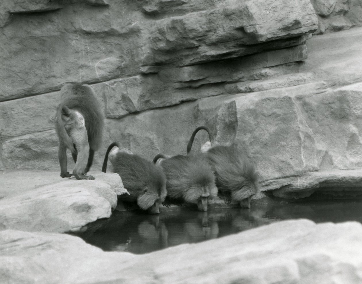 Trois babouins sacrés boivent dans une piscine dans leur enclos rocheux tandis qu
