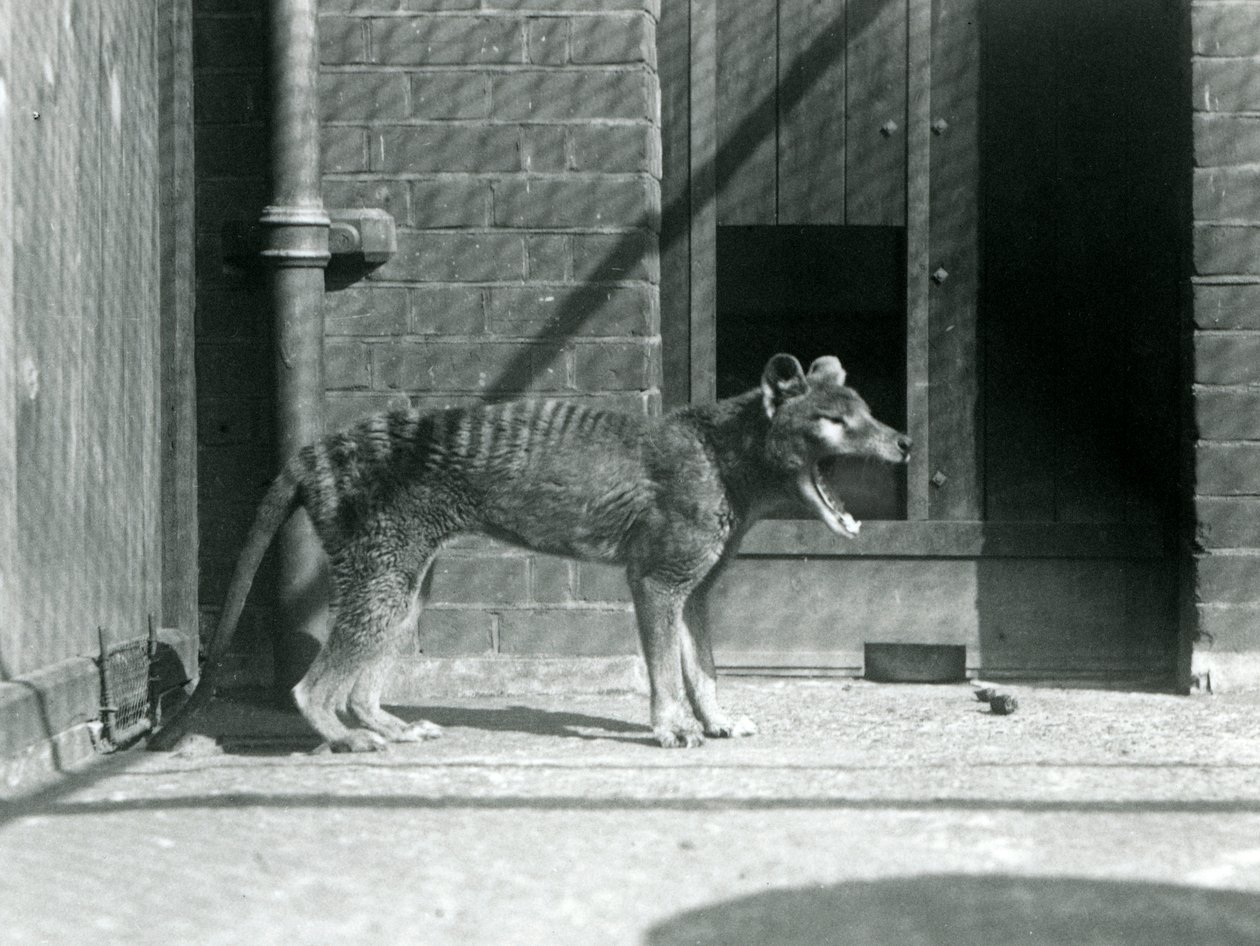 Thylacine / Loup de Tasmanie au Zoo de Londres en août 1926 (photo n/b) - Frederick William Bond