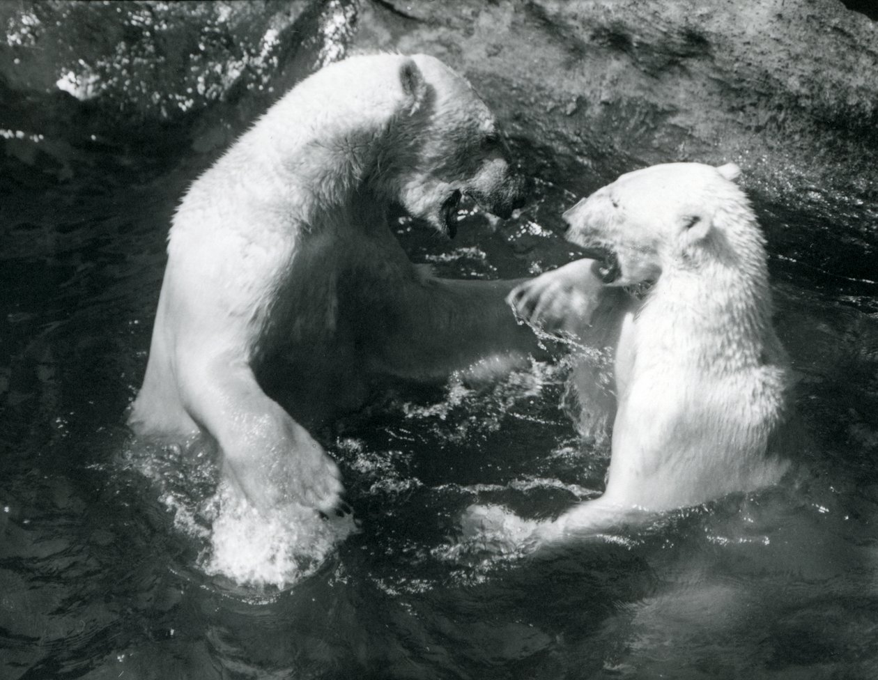 Deux ours polaires jouant dans leur piscine au zoo de Londres en 1926 - Frederick William Bond