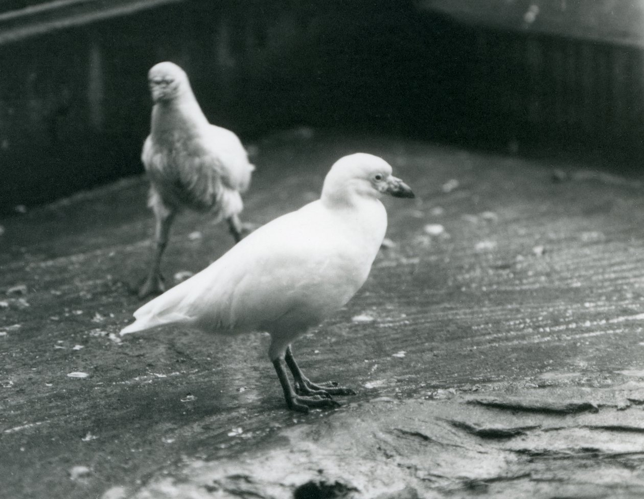 Deux Chionis blancs debout et marchant sur le sol au zoo de Londres, août 1927 - Frederick William Bond
