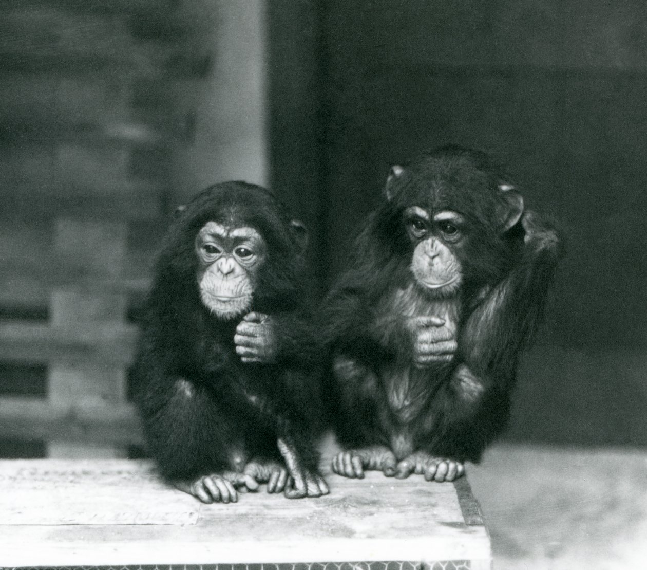 Deux jeunes chimpanzés assis sur une caisse en bois, zoo de Londres - Frederick William Bond