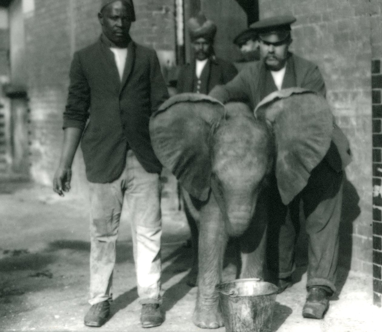 Jeune éléphant africain Kiberenge, buvant dans un seau, avec les dresseurs Darish et Syed Ali, et le gardien H. Robertson, 1923 - Frederick William Bond