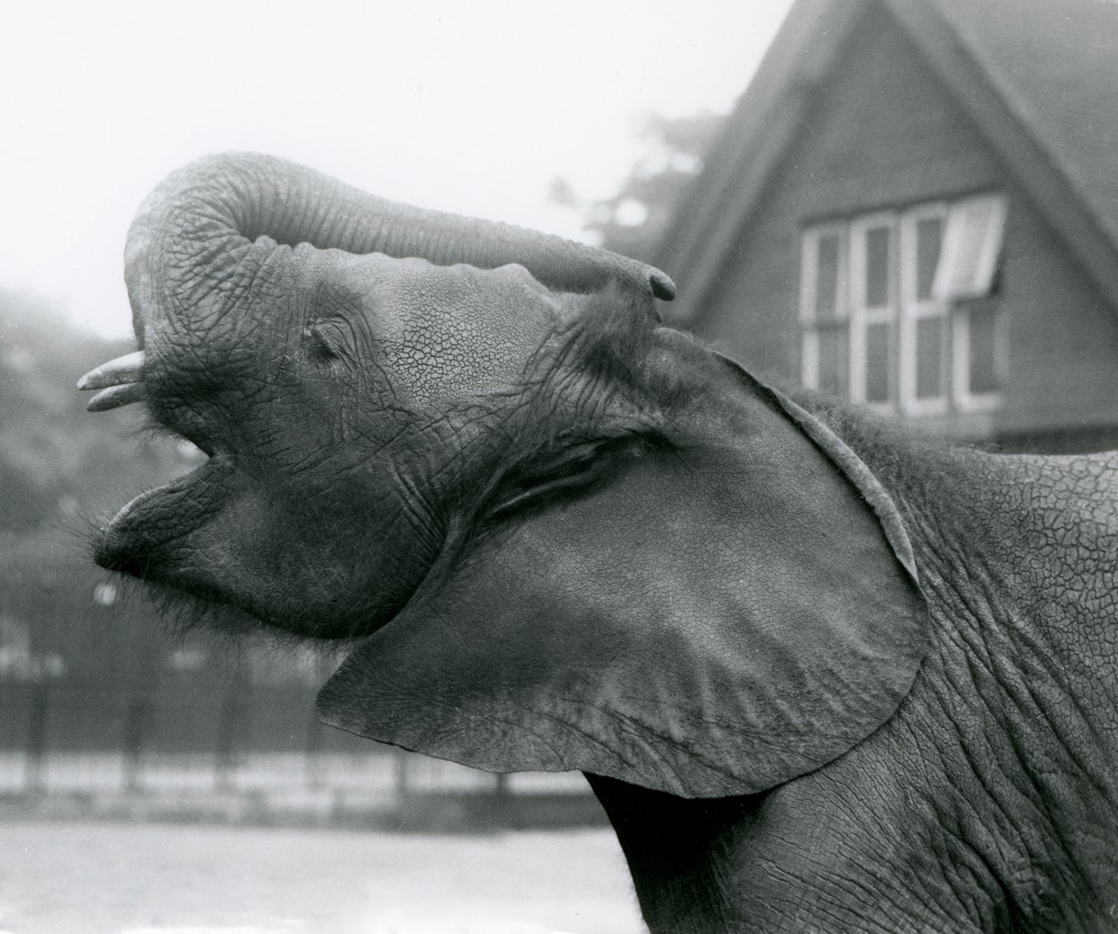 Jeune éléphant africain Kiberenge levant sa trompe et appelant, Zoo de Londres, août 1925 - Frederick William Bond