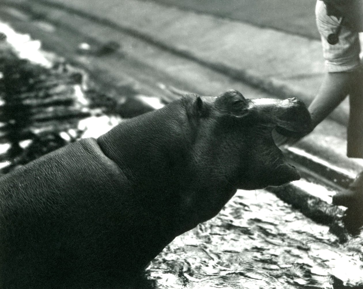 Jeune Hippopotame 