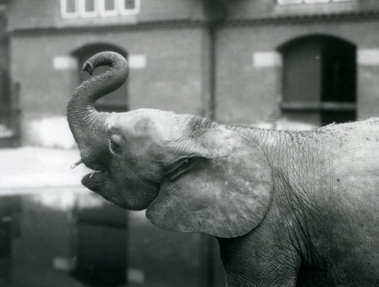 Jeune éléphant pygmée africain Oojah levant sa trompe au Zoo de Londres, août 1925 - Frederick William Bond