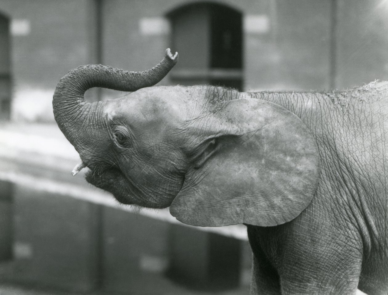 Jeune éléphante pygmée africaine Oojah levant sa trompe au zoo de Londres, juillet 1925 - Frederick William Bond