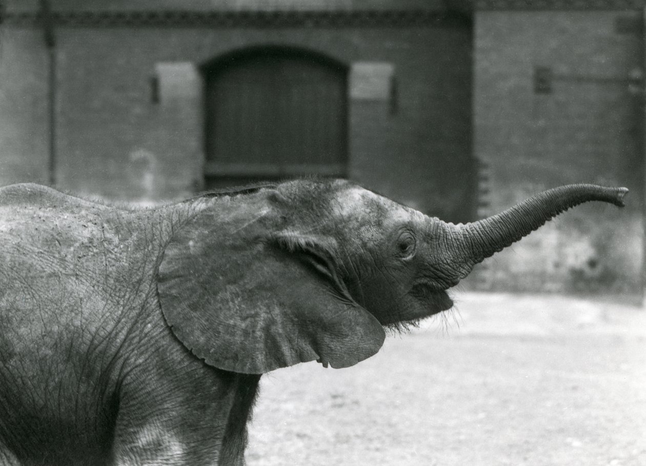 Jeune éléphante pygmée africaine Oojah levant sa trompe pour une friandise au zoo de Londres, juillet 1925 - Frederick William Bond