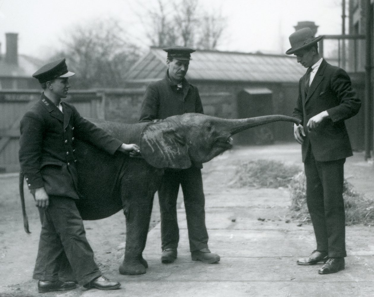 Jeune éléphante pygmée africaine Oojah levant sa trompe pour une friandise au zoo de Londres, juin 1925 - Frederick William Bond