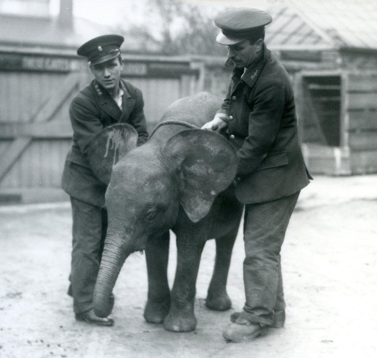 Jeune éléphante pygmée africaine Oojah avec deux gardiens au zoo de Londres en avril 1925 - Frederick William Bond