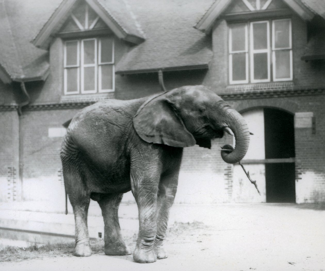 Jeune éléphant d