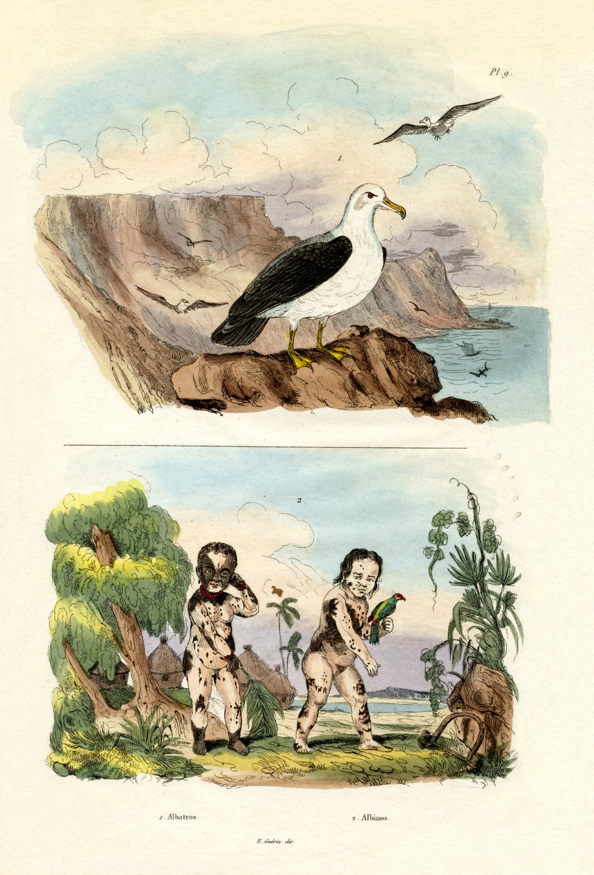 Albatros - French School