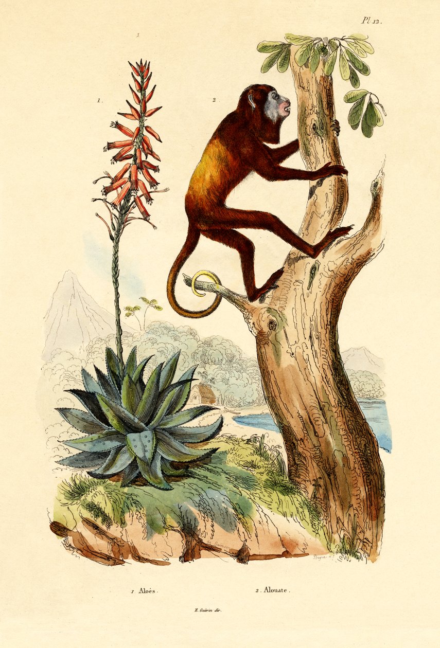 Aloe vera - French School