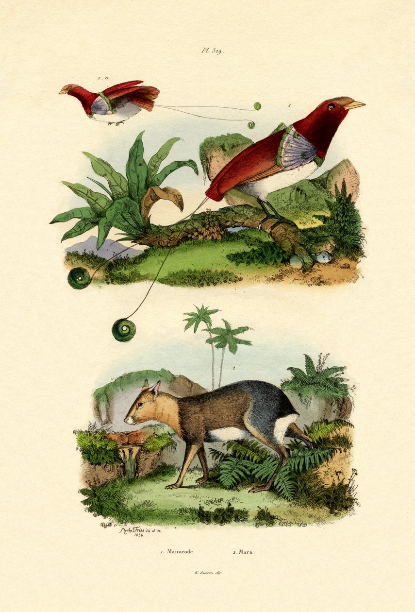 Oiseau de paradis - French School