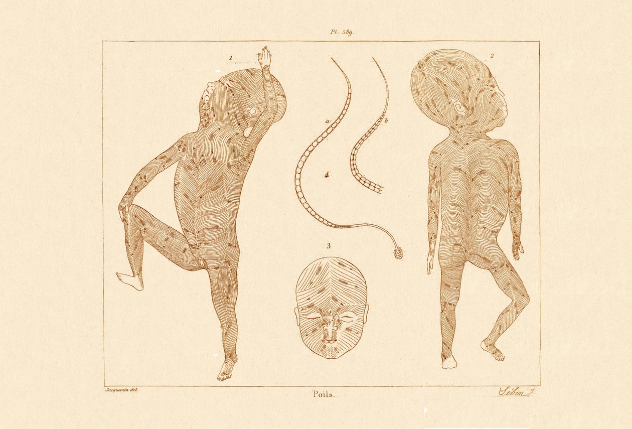 Poils du corps - French School