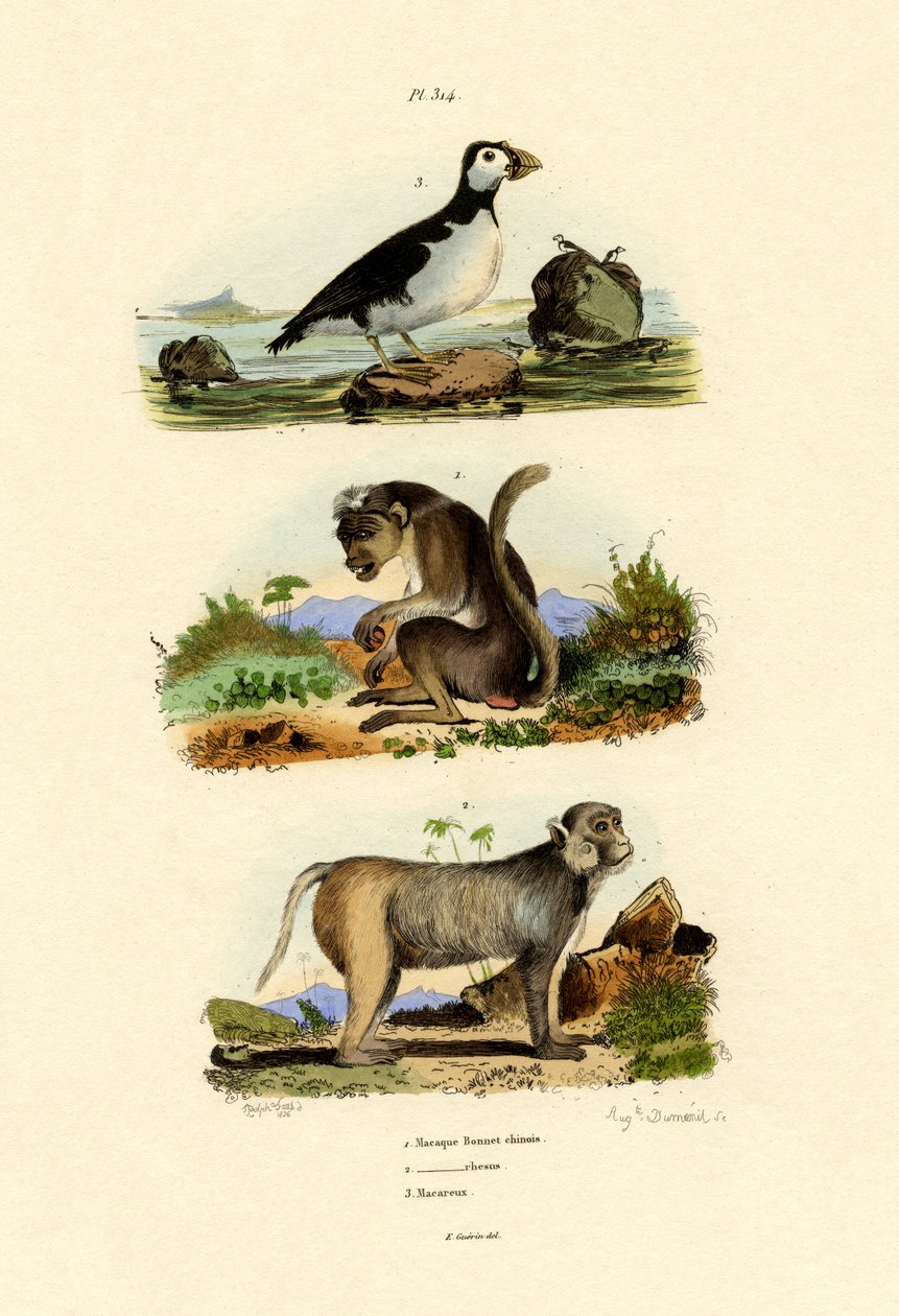 Macaque à bonnet - French School