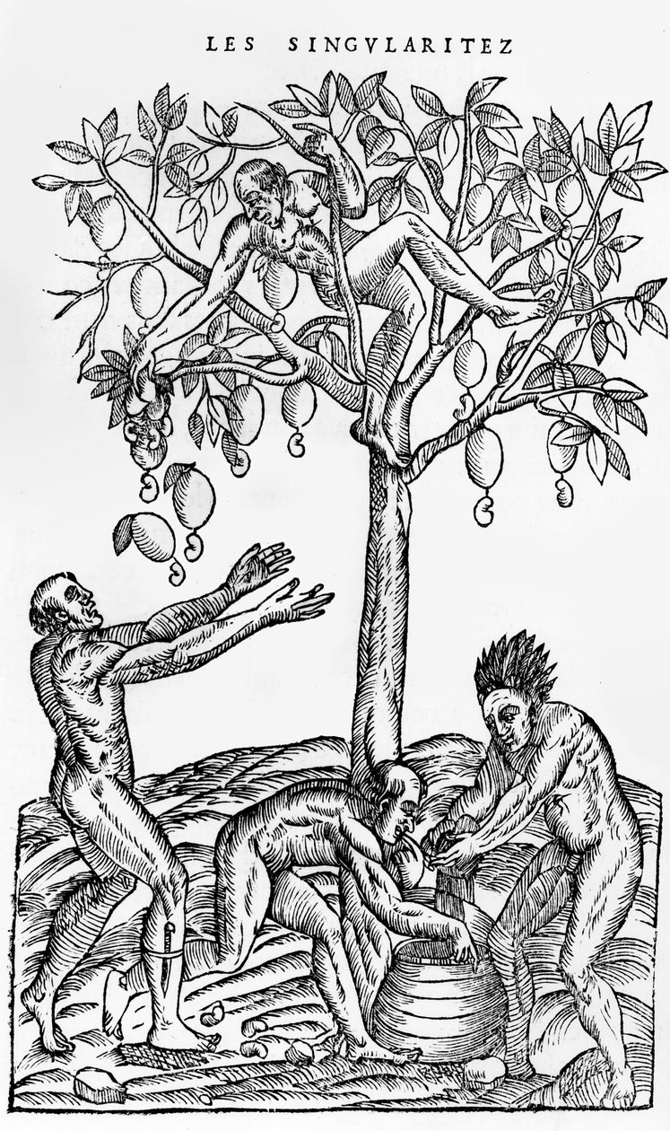 Récolte de noix pour la vinification, illustration de Singularités de la France Antarctique, par André de Thevet, 1558 - French School