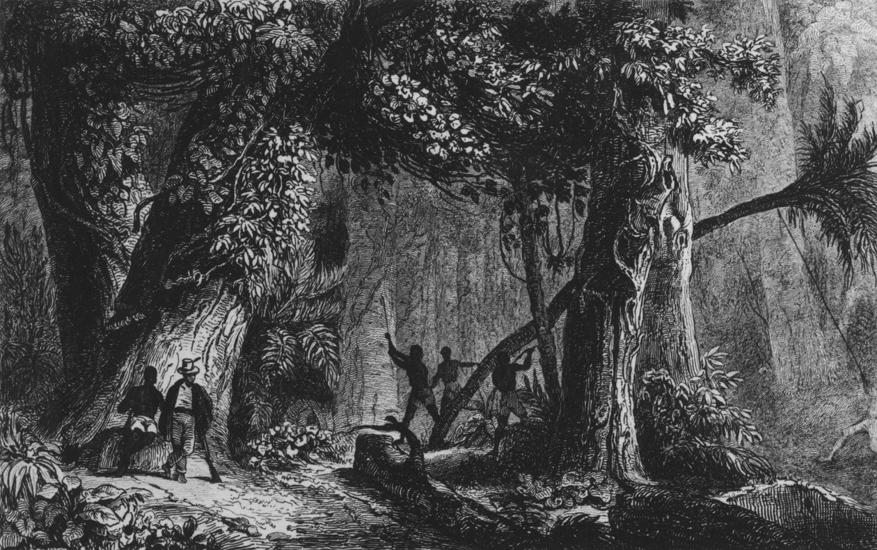 Ouverture de la forêt de 